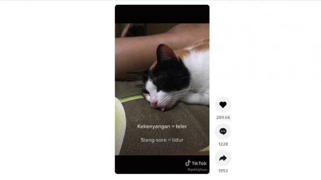 Kucing ikutan sungkem. [TikTok]