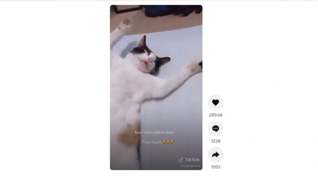 Kucing ikutan sungkem. [TikTok]