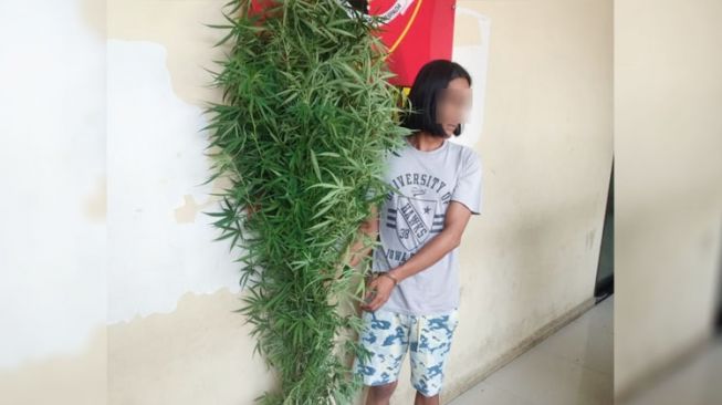 Tanam Ganja di Belakang Rumah, Bang Gondrong Ditangkap Polisi