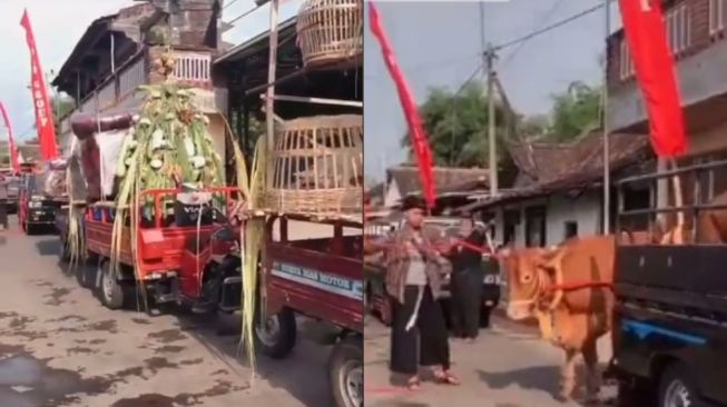 Viral Pria di Nganjuk Seserahan Bawa 3 Ekor Sapi dan Perabotan Rumah