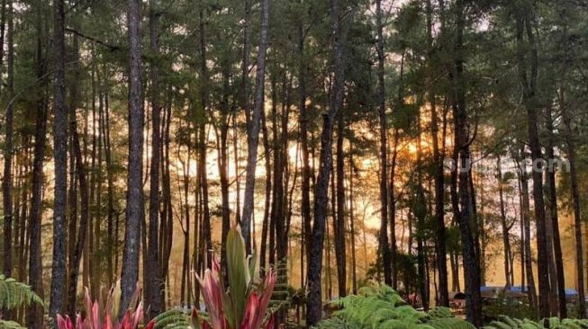 Objek wisata baru Pango Pango di Kabupaten Tana Toraja, Sulawesi Selatan / [SuaraSulsel.id / Lorensia Clara Tambing]