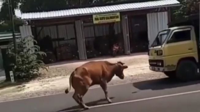 Sapi Ngamuk di Tengah Jalan Minta 'Adu Banteng' dengan Truk, Endingnya Bikin Penasaran