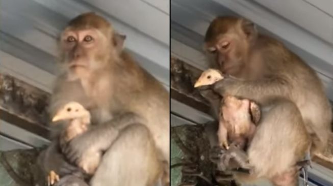 Kocak! Demi Dapat Makanan, Monyet Ini Tega Sandera Ayam Milik Warga