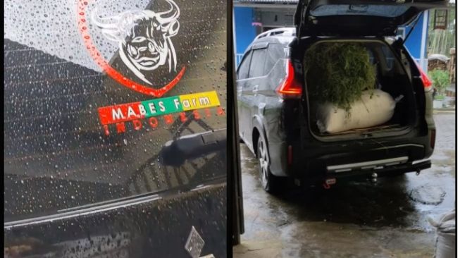 Mitsubishi Xpander Cross disulap menjadi restoran untuk para sapi (TikTok)