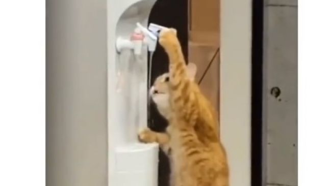 Aksi Kucing Oren Berdiri Sambil Minum Langsung dari Dispenser Bikin Publik Gemas