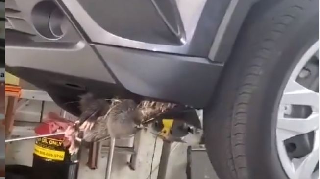 Gerombolan tikus bersarang di bumper mobil (Instagram)