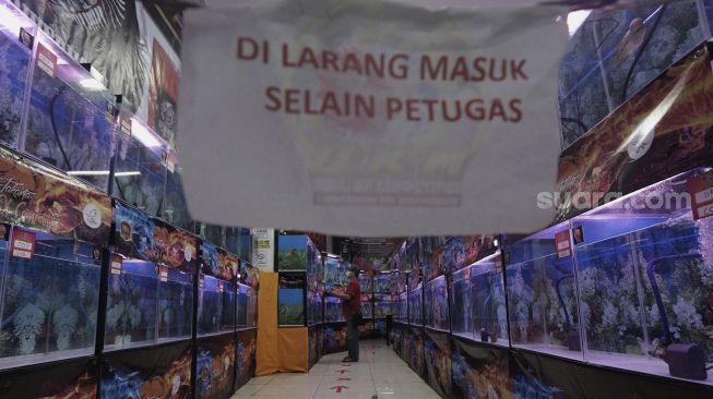 Panitia melakukan penjurian pada ikan louhan yang diikutsertakan dalam kontes "Soul of Competition Flowerhorn for Brotherhood" di Sentra Promosi Ikan Hias Johar Baru, Jakarta, Sabtu (29/5/2021). [Suara.com/Angga Budhiyanto]