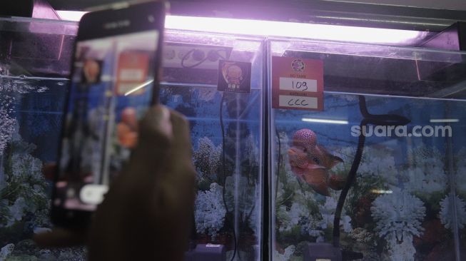 Pengunjung merekam salah satu ikan louhan yang diikutsertakan dalam kontes "Soul of Competition Flowerhorn for Brotherhood" di Sentra Promosi Ikan Hias Johar Baru, Jakarta, Sabtu (29/5/2021). [Suara.com/Angga Budhiyanto]