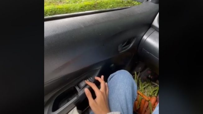 Sejoli piknik ke kebun binatang berujung panik. (TikTok)