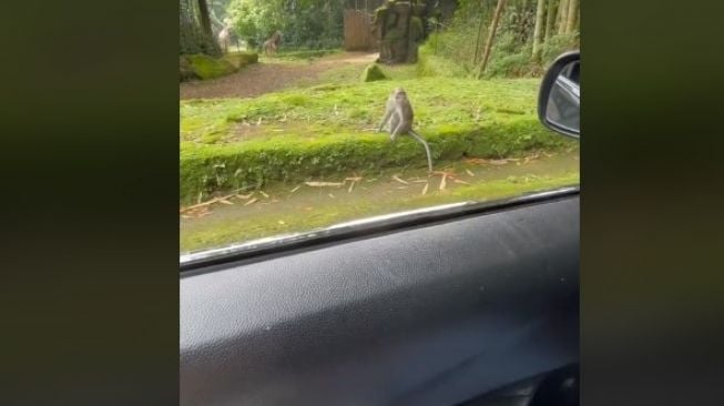 Piknik ke Kebun Binatang, Sejoli Berujung Panik sampai Bongkar Pintu Mobil