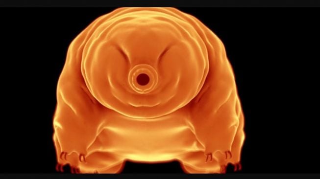 Tardigrades (bayi beruang). [University of Oxford]