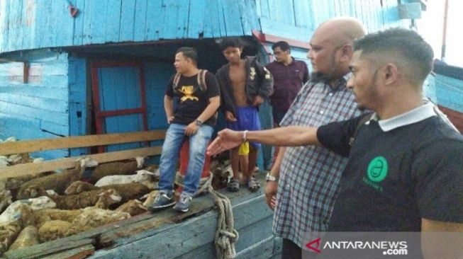 Ekspor Kambing dan Domba ke Malaysia Meningkat