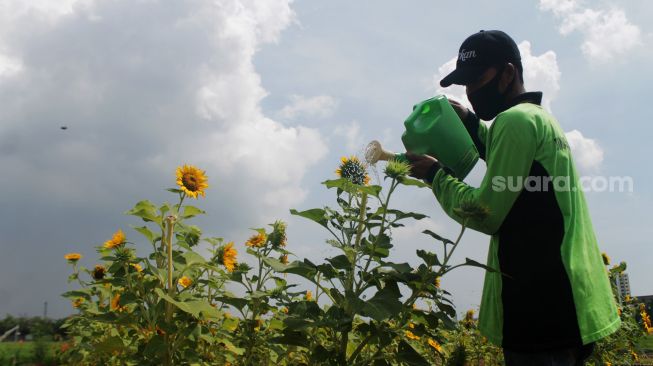 Petugas merawat kebun bunga matahari di Taman Rotanusa, Cilincing, Jakarta Utara, Senin (31/5/2021). [Suara.com/Dian Latifah]