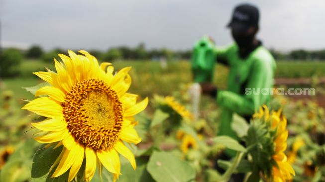 Petugas merawat kebun bunga matahari di Taman Rotanusa, Cilincing, Jakarta Utara, Senin (31/5/2021). [Suara.com/Dian Latifah]