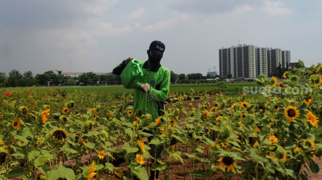 Petugas merawat kebun bunga matahari di Taman Rotanusa, Cilincing, Jakarta Utara, Senin (31/5/2021). [Suara.com/Dian Latifah]