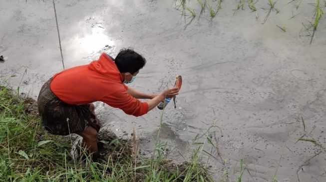 Lumpur Menyembur di Tiga Titik Sawah Warga Gresik, Teksturnya Seperti Jeli