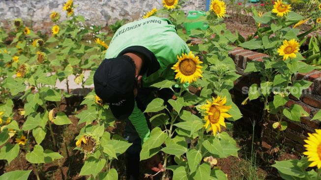 Petugas merawat kebun bunga matahari di Taman Rotanusa, Cilincing, Jakarta Utara, Senin (31/5/2021). [Suara.com/Dian Latifah]