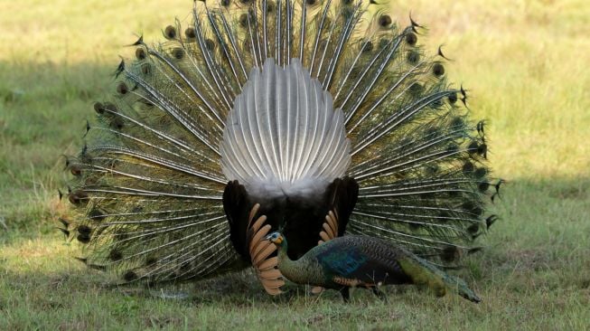 Merak hijau (pavo muticus) jantan mengembangkan bulu ekornya untuk menarik perhatian merak betina di Savana Sadengan, Taman Nasional Alas Purwo, Banyuwangi, Jawa Timur, Senin (31/5/2021).  ANTARA FOTO/Budi Candra Sety