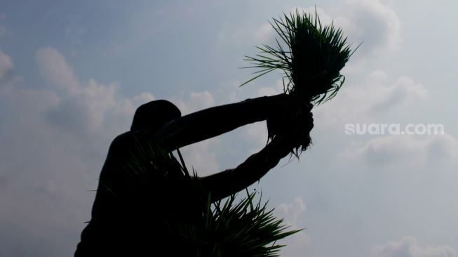 Petani memanen bibit padi di Kawasan Bojong Koneng, Cibitung, Bekasi, Jawa Barat, Selasa (1/6/2021). [Suara.com/Dian Latifah] 
