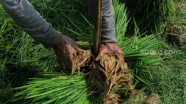 Petani memanen bibit padi di Kawasan Bojong Koneng, Cibitung, Bekasi, Jawa Barat, Selasa (1/6/2021). [Suara.com/Dian Latifah] 
