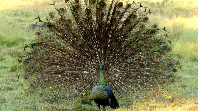 Merak hijau (pavo muticus) jantan mengembangkan bulu ekornya untuk menarik perhatian merak betina di Savana Sadengan, Taman Nasional Alas Purwo, Banyuwangi, Jawa Timur, Senin (31/5/2021).  ANTARA FOTO/Budi Candra Sety