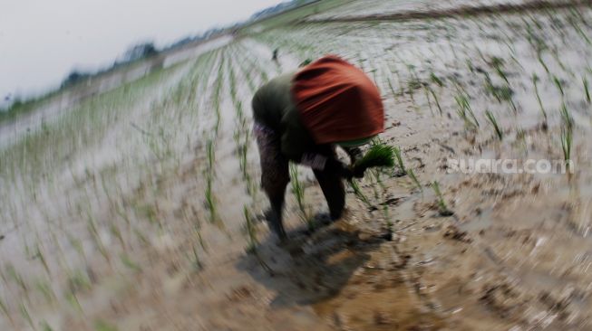 Petani memanen bibit padi di Kawasan Bojong Koneng, Cibitung, Bekasi, Jawa Barat, Selasa (1/6/2021). [Suara.com/Dian Latifah] 
