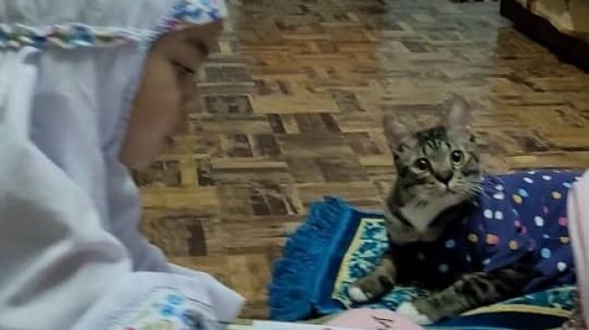 Bocah dan kucing saat mengaji bersama [Hops.id]