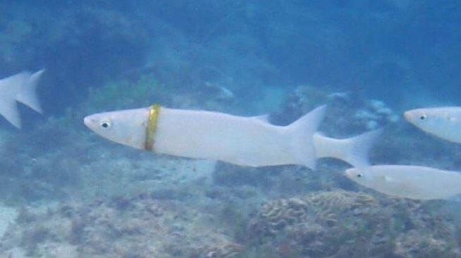 Ikan 'sultan', berenang dengan kalung emas.(Susan Prior/norfolkislandreef)