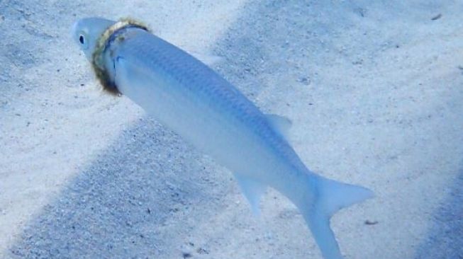 Ikan 'sultan', berenang dengan kalung emas.(Susan Prior/norfolkislandreef)