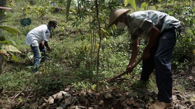 Sarihusada Lanjutkan Kembangkan Taman Kehati Eroniti Setelah Ditanami oleh Jokowi