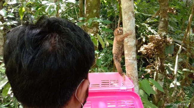 2 Kukang dan 1 Ekor Elang Brontok Dilepasliarkan ke Hutan