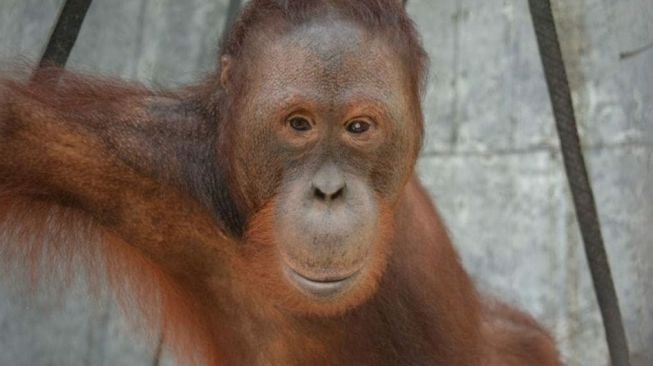 Salah satu orangutan dari Pusat Rehabilitasi Orangutan Nyaru Menteng. (Dok: KLHK)