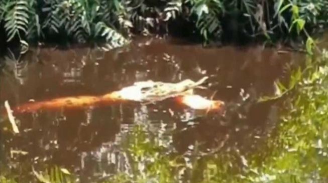 Warga Riau Hilang usai Diterkam dan Diseret Buaya di Sungai Rokan