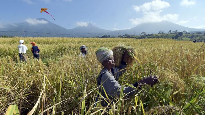 Petani memanen padi merah saat panen raya di persawahan Jatiluwih, Tabanan, Bali, Kamis (3/6/2021). [ANTARA FOTO/Nyoman Hendra Wibowo]