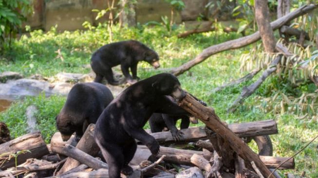 Geger Kawanan Beruang Madu Rusak Dua Rumah Warga di Pelalawan