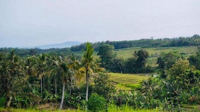 Wisata Bali: Pendapatan Asli Desa dari Rest Area Jalan Tol Gilimanuk - Mengwi