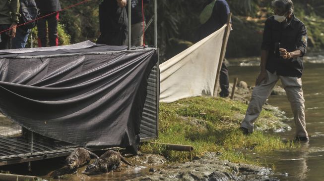 Relawan Komunitas Ciliwung Depok (KCD) melepasliarkan berang-berang di Sungai Ciliwung, GDC, Depok, Jawa Barat, Sabtu (5/6/2021). [ANTARA FOTO/Asprilla Dwi Adha]