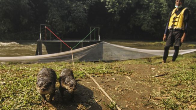 Relawan Komunitas Ciliwung Depok (KCD) melepasliarkan berang-berang di Sungai Ciliwung, GDC, Depok, Jawa Barat, Sabtu (5/6/2021). [ANTARA FOTO/Asprilla Dwi Adha]