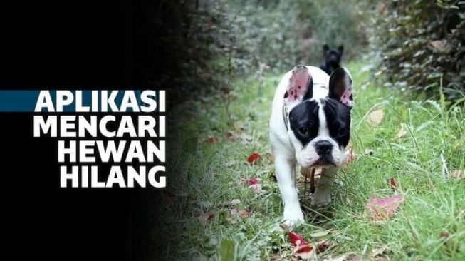 7 Aplikasi Pelacak Hewan Peliharaan yang Hilang