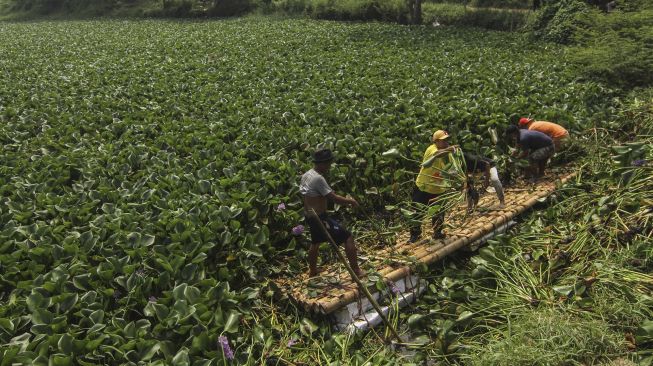 Relawan Masyarakat Peduli Ciliwung (Mat Peci) membersihkan tumbuhan eceng gondok di Situ Pengarengan, Depok, Jawa Barat, Minggu (6/6/2021).  ANTARA FOTO/Asprilla Dwi Adha
