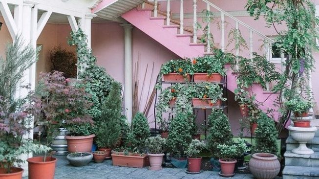 Jarang Diketahui, 5 Tanaman Apotek Hidup ini Bermanfaat Bagi Kesehatan