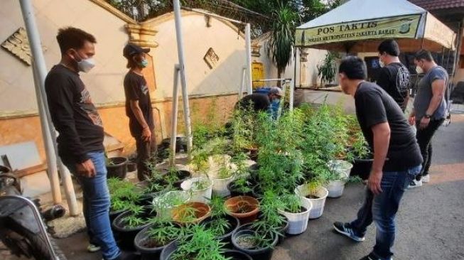 Rumah di Brebes Digrebek Polisi, Ternyata Banyak Ganja Ditanam Secara Hidroponik