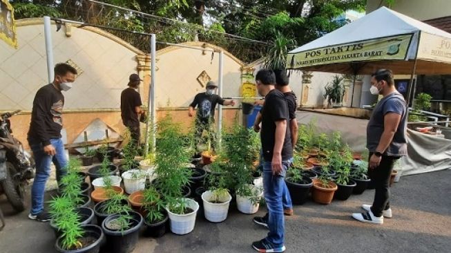 Polisi Bongkar Praktik Budidaya Ratusan Tanaman Ganja Rumahan