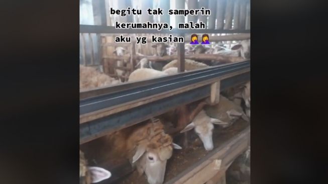 Tertipu penampilan, ternyata juragan. (TikTok)