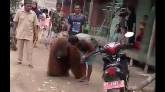 Bikin Haru! Orang Utan Jalan Sendirian Masuk Perkampungan, Warga Kasih Makanan