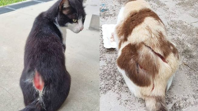 Kucing-kucing di Singapura yang mengalami luka tebasan benda tajam. (Foto: Ang Mo Kio South Caregivers and Feeders via CNA)