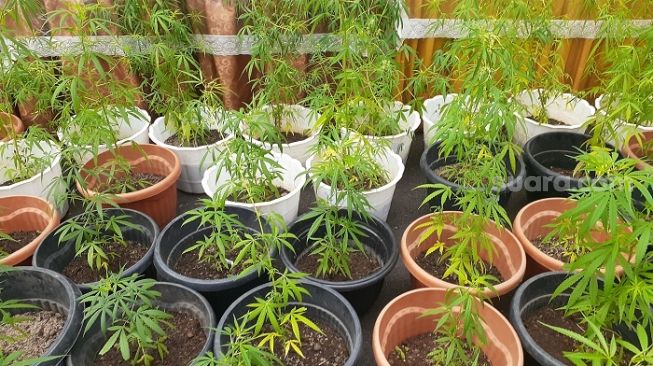 Pemerintah Thailand Bakal Hapus Ganja dari Daftar Obat Terlarang, Warga Boleh Tanam Ganja di Rumah