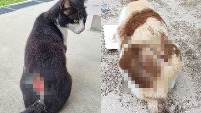 Biadab! Puluhan Kucing Ditemukan Terluka Ditebas Benda Tajam