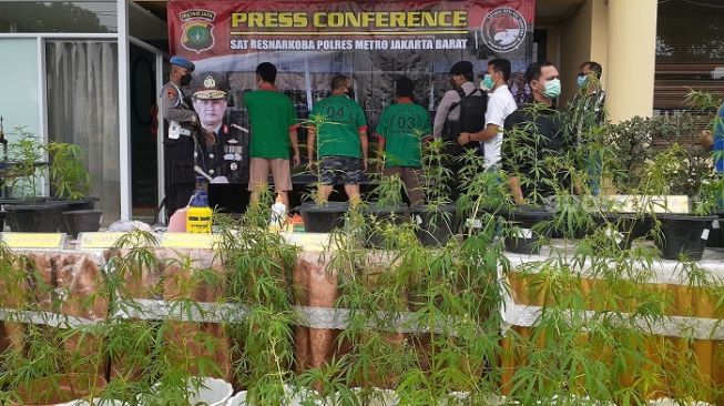 Polres Metro Jakbar saat merilis kasus budidaya tanaman ganja yang dilakukan warga Brebes, Jateng. (Suara.com/Yaumal)