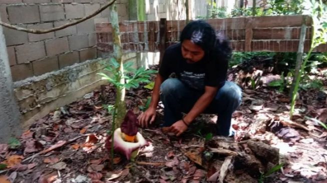 Hampir Setahun Ditanam, Bunga Bangkai Mekar Sempurna di Hutan Untan